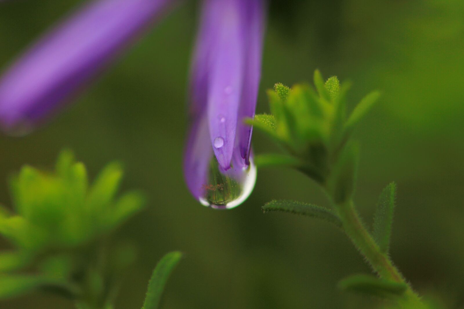 Canon EOS 700D (EOS Rebel T5i / EOS Kiss X7i) + Canon TAMRON SP 90mm F/2.8 Di VC USD MACRO1:1 F004 sample photo. Blossom, bloom, flower photography