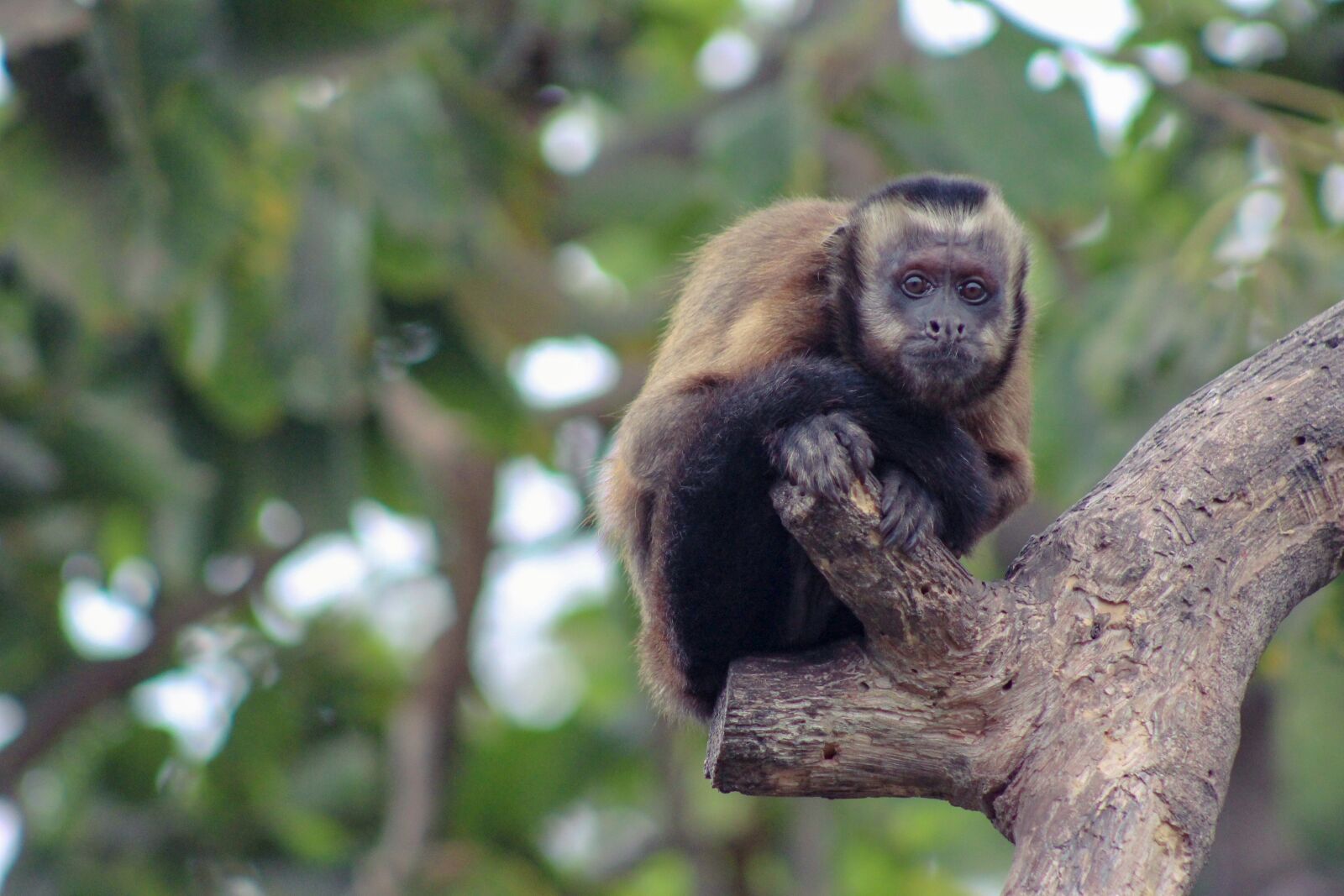 Canon EOS 1200D (EOS Rebel T5 / EOS Kiss X70 / EOS Hi) sample photo. Mono, primates, tree photography