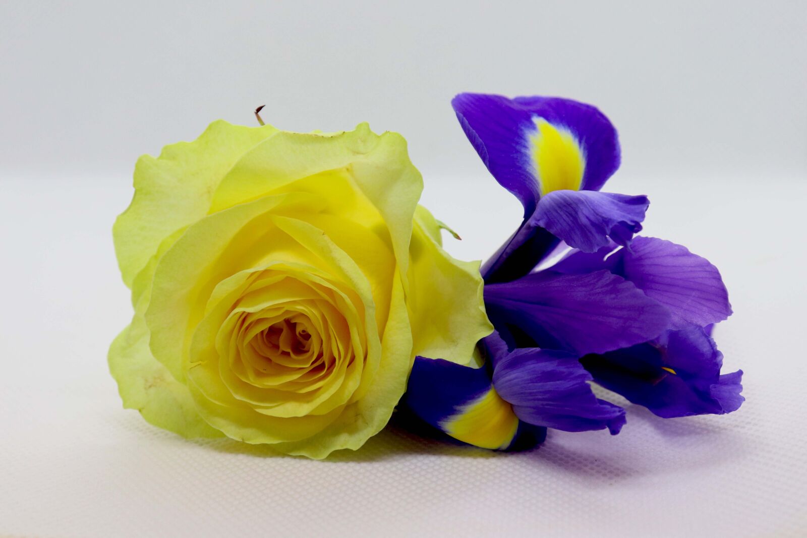Canon EOS 200D (EOS Rebel SL2 / EOS Kiss X9) sample photo. Flowers, rose, bouquet photography