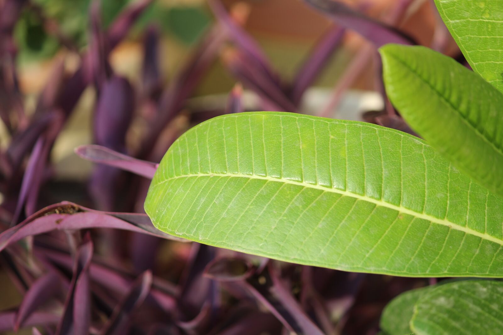 Canon EOS 1200D (EOS Rebel T5 / EOS Kiss X70 / EOS Hi) sample photo. Leaf, plant, plantae photography