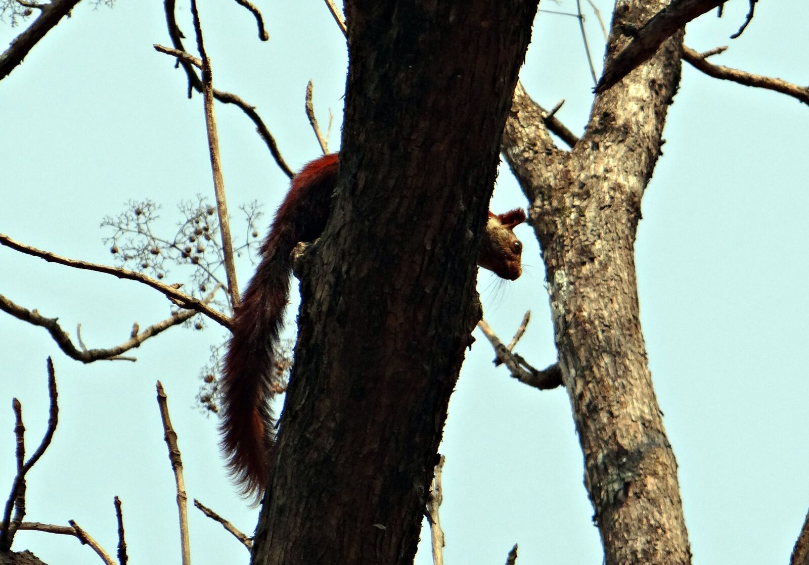 Sony DSC-HX200V sample photo. Malabar giant squirrel, ratufa photography