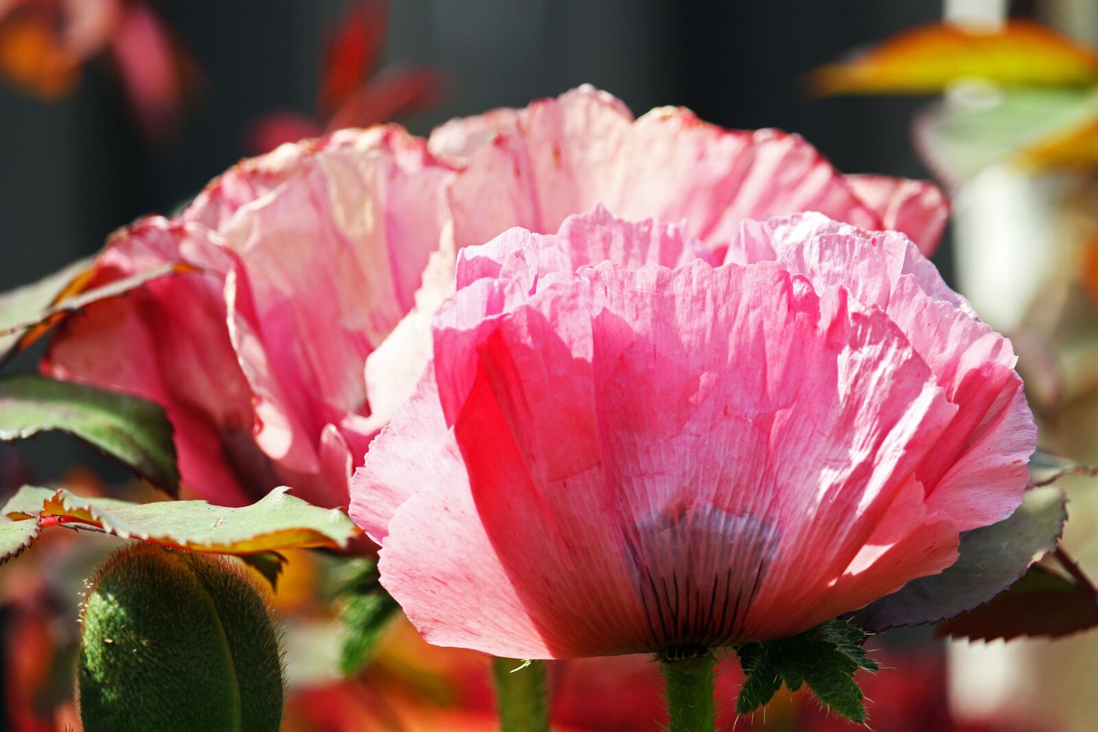 Canon EOS 700D (EOS Rebel T5i / EOS Kiss X7i) sample photo. Poppy, pink poppy, pink photography