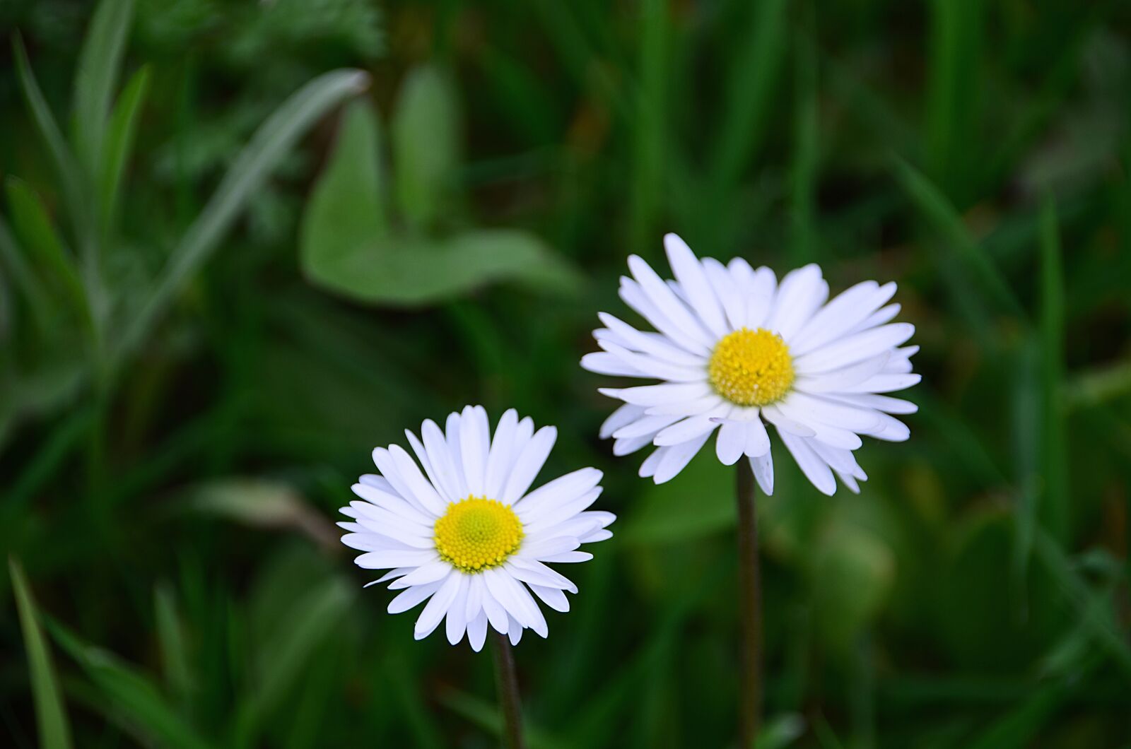 Nikon D5100 sample photo. Bloom, blooming, blossom, blur photography