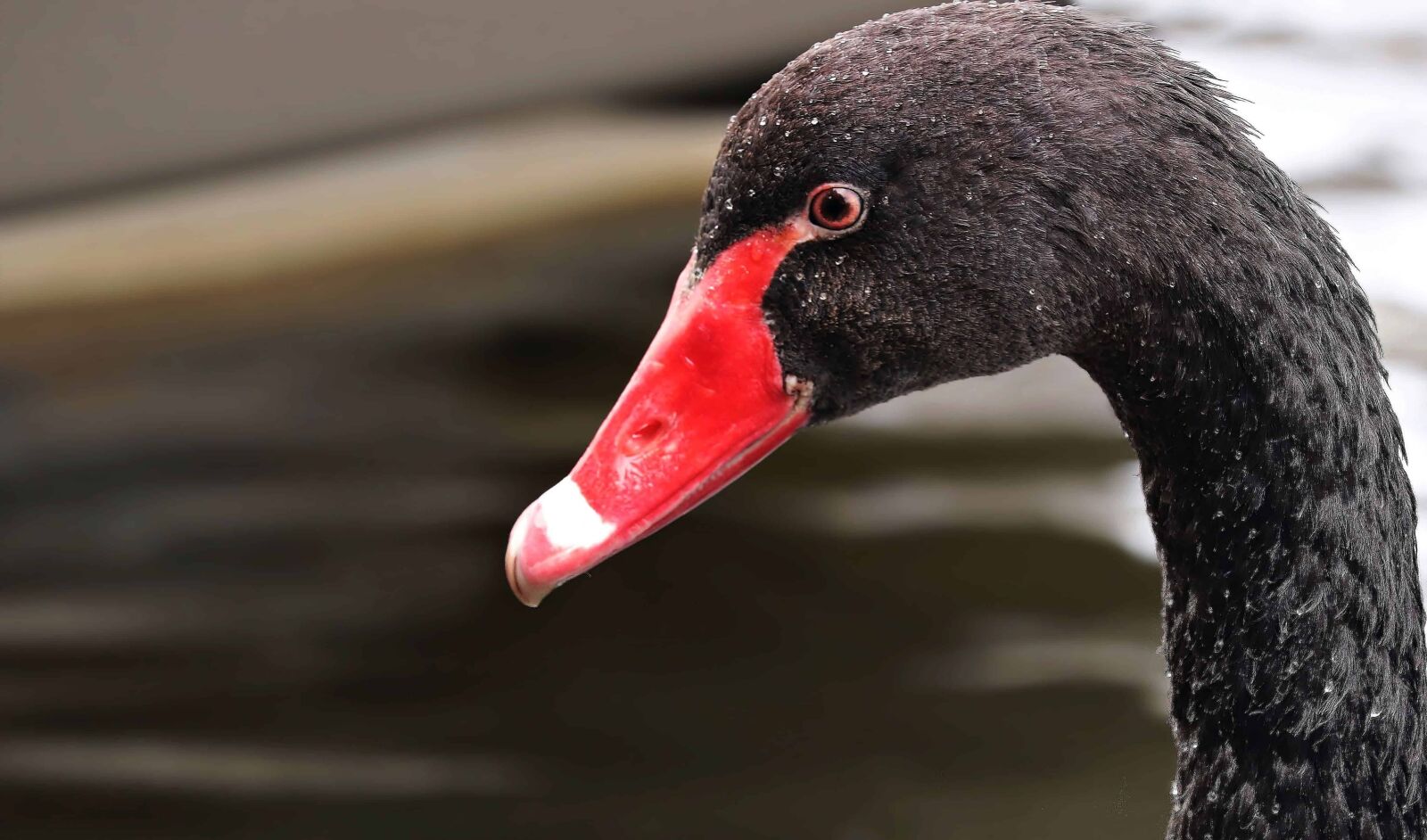 Canon EOS 80D sample photo. Bird, waterfowl, black swan photography