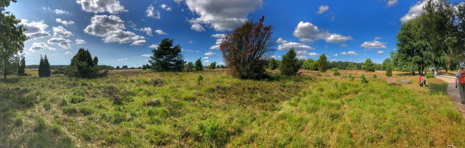 iPhone X back camera 4mm f/1.8 sample photo. Heide, l neburg heath photography