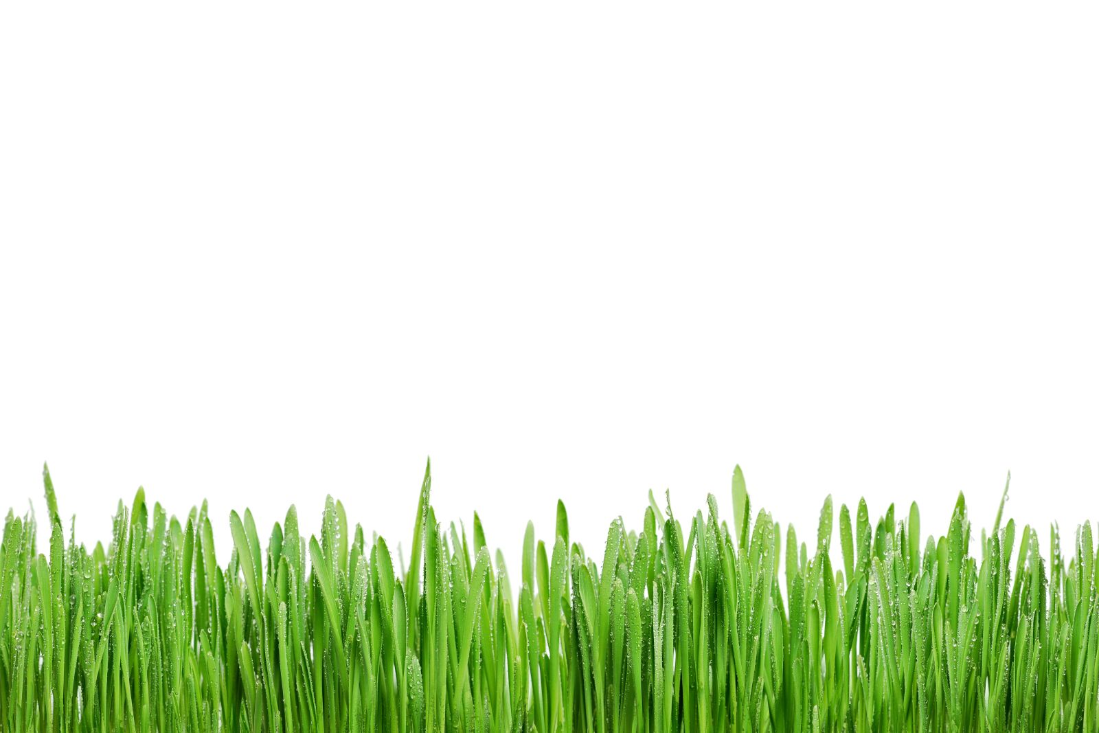 Nikon D60 sample photo. Grass, rosa, green photography