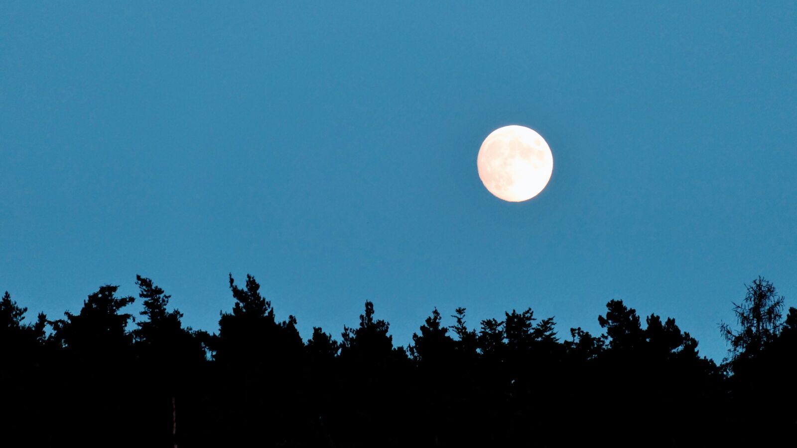 Panasonic Lumix DMC-FZ2500 (Lumix DMC-FZ2000) sample photo. Moon, evening, forest photography