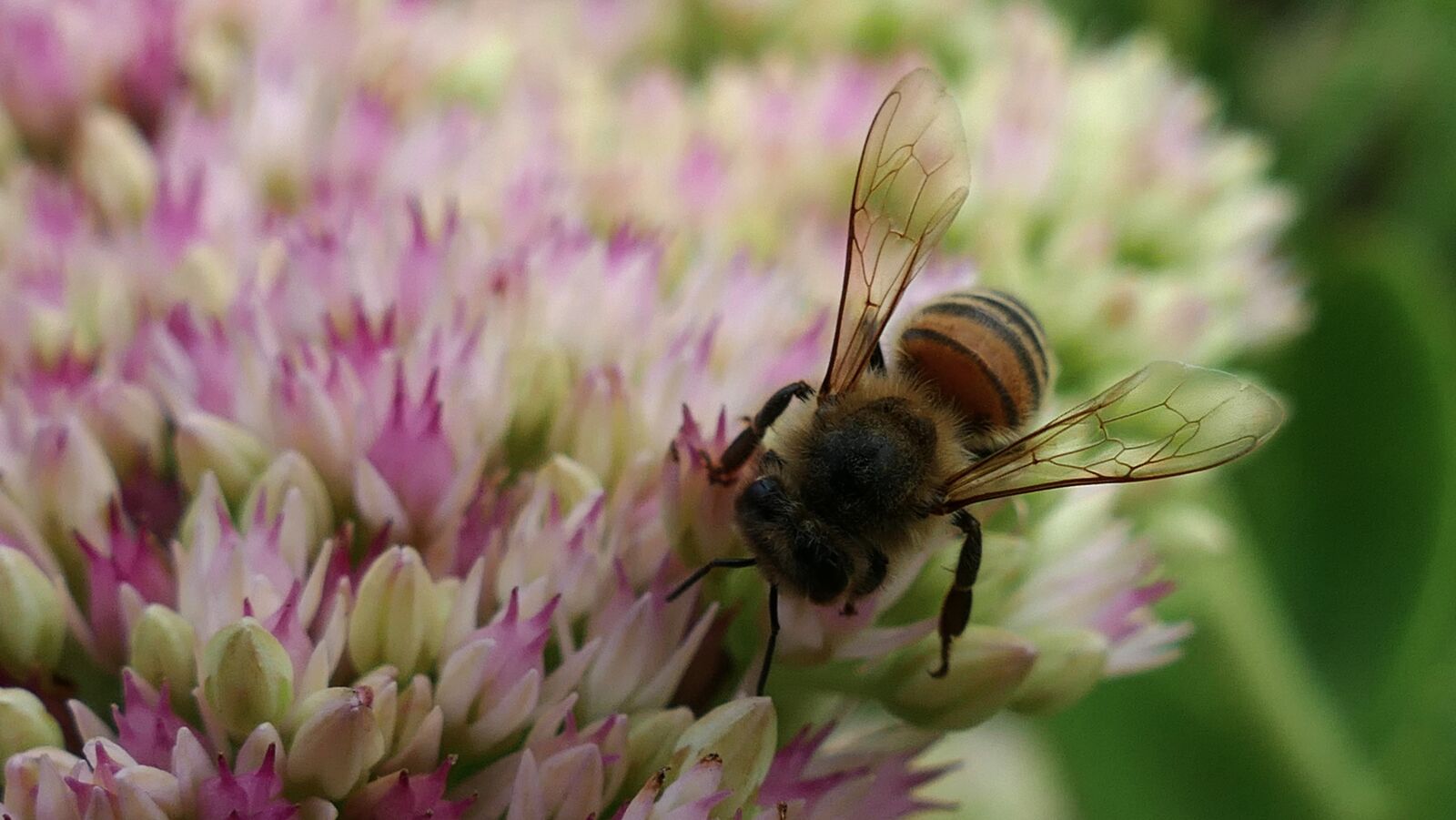 Panasonic Lumix DMC-FZ1000 sample photo. Bee, photos of insects photography