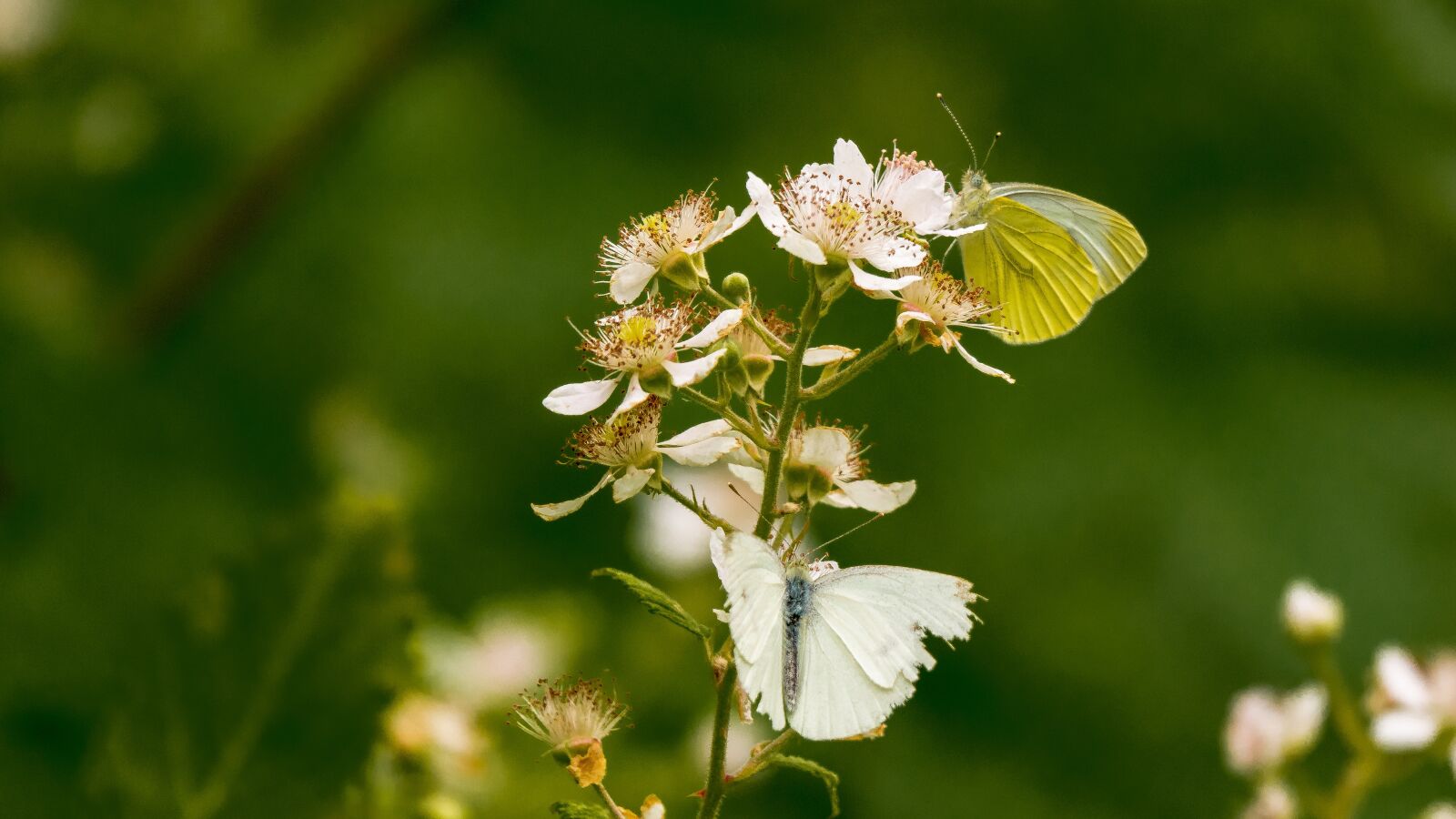 Sony Cyber-shot DSC-RX10 IV sample photo. Butterfly, flower, green photography