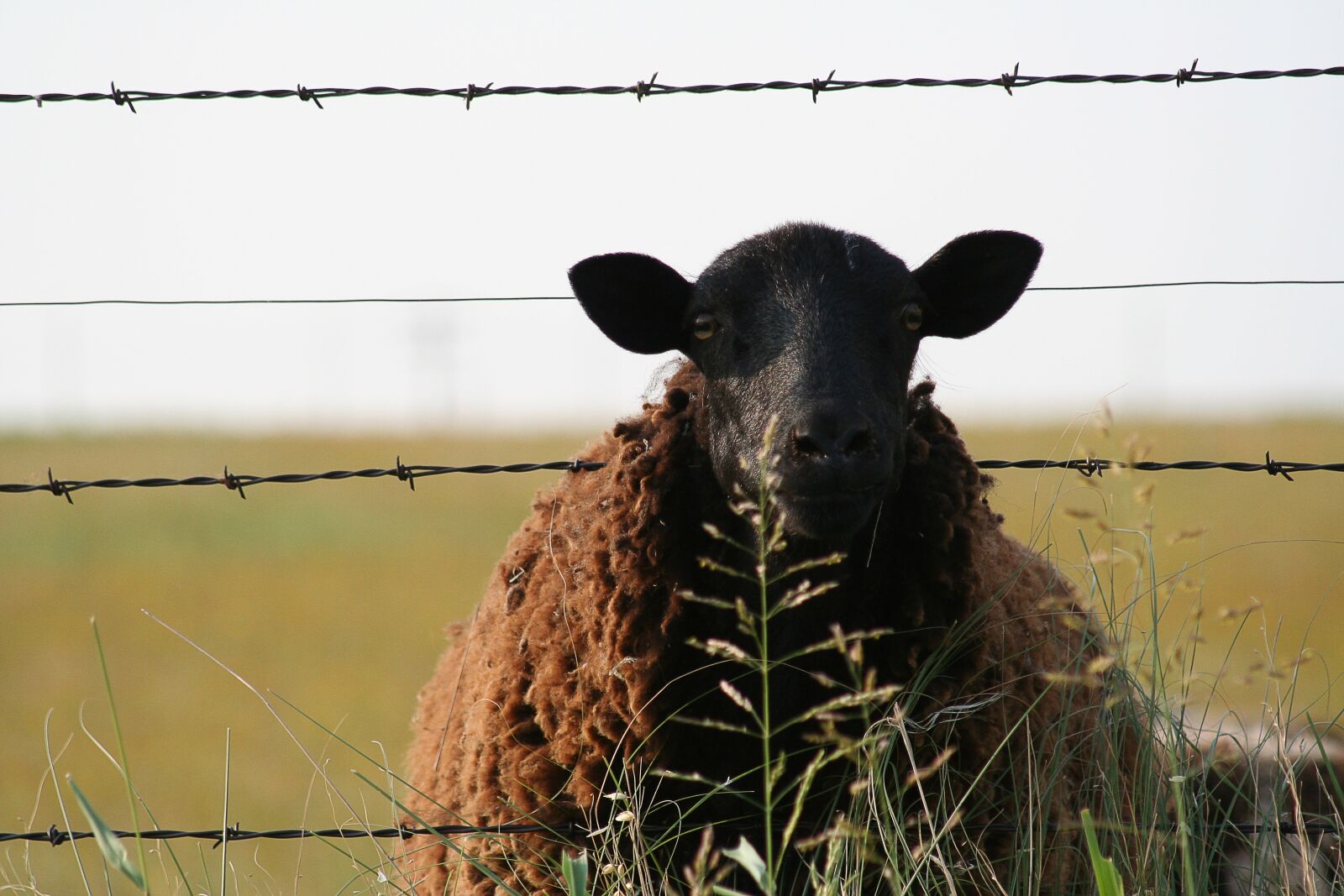 Canon EOS 350D (EOS Digital Rebel XT / EOS Kiss Digital N) sample photo. Sheep, fence, animal photography