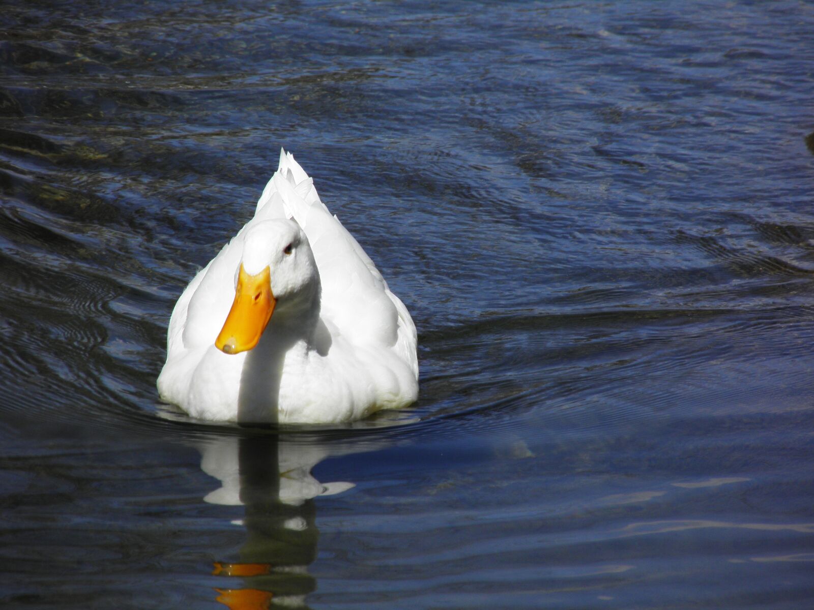 Olympus SP800UZ sample photo. Water, bird, lake photography