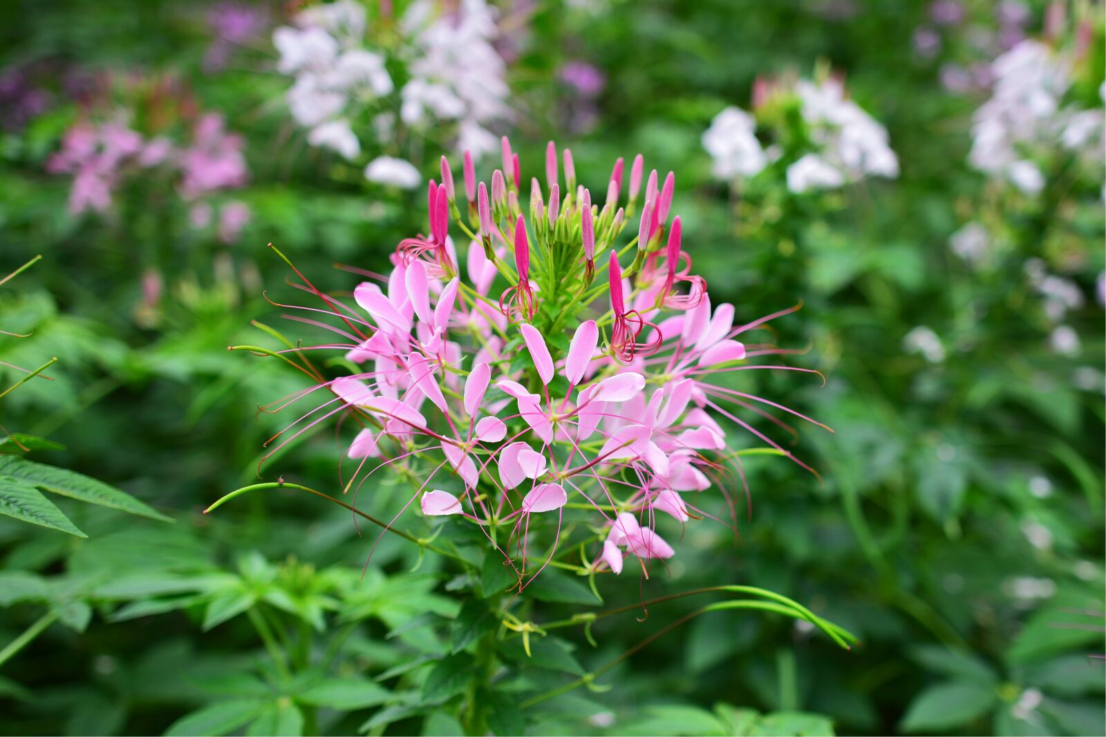 Nikon D7100 sample photo. Gynandropsis gynandra, wind contact photography