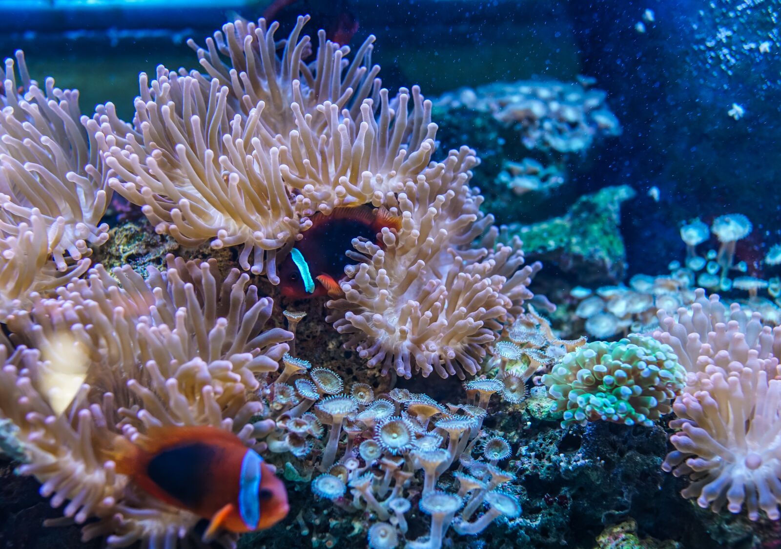 Sony Cyber-shot DSC-RX1R II sample photo. Underwater, coral, reef photography