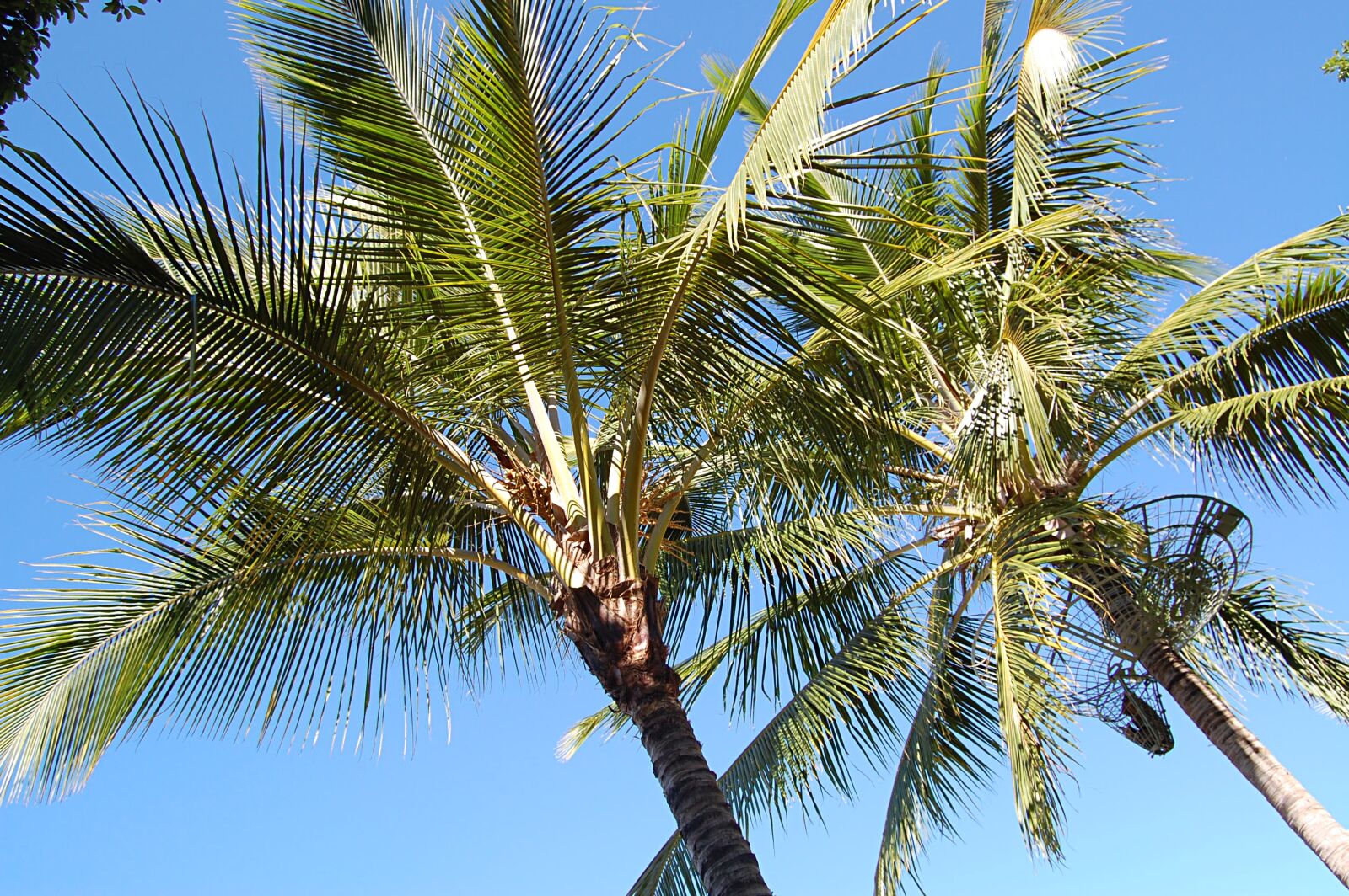 Nikon D40 sample photo. Palm trees, summer, australia photography