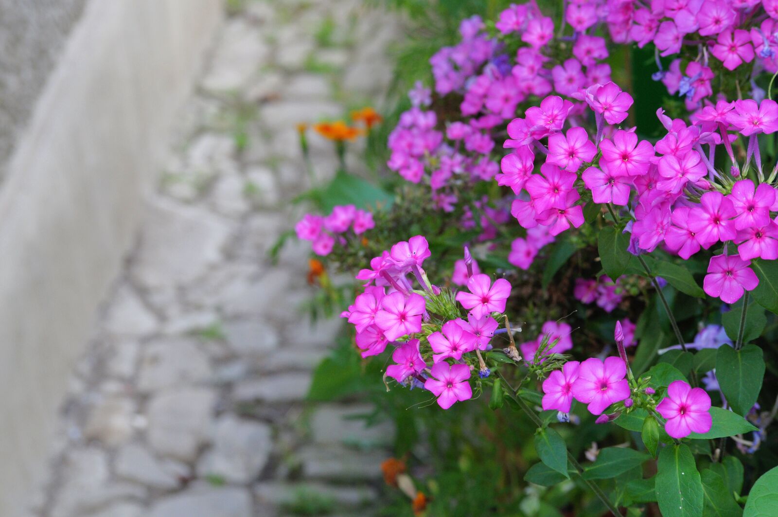 Nikon D5000 sample photo. Flowers, purple, garden photography