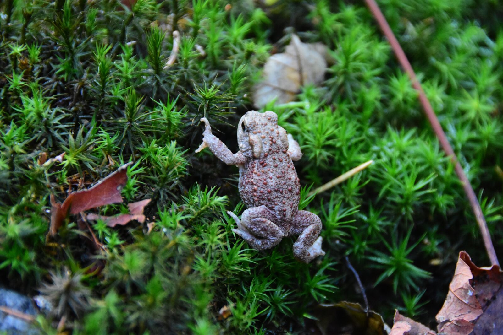 Nikon D7200 sample photo. Frog, nature, forest photography
