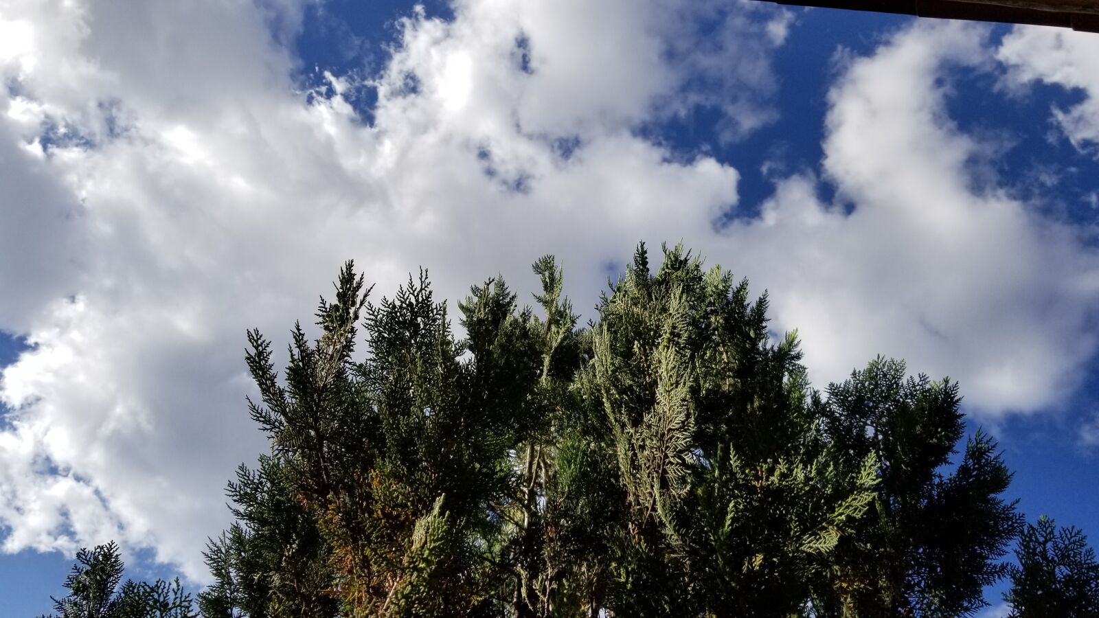 Samsung Galaxy S8 sample photo. Sky, tree, cypress photography