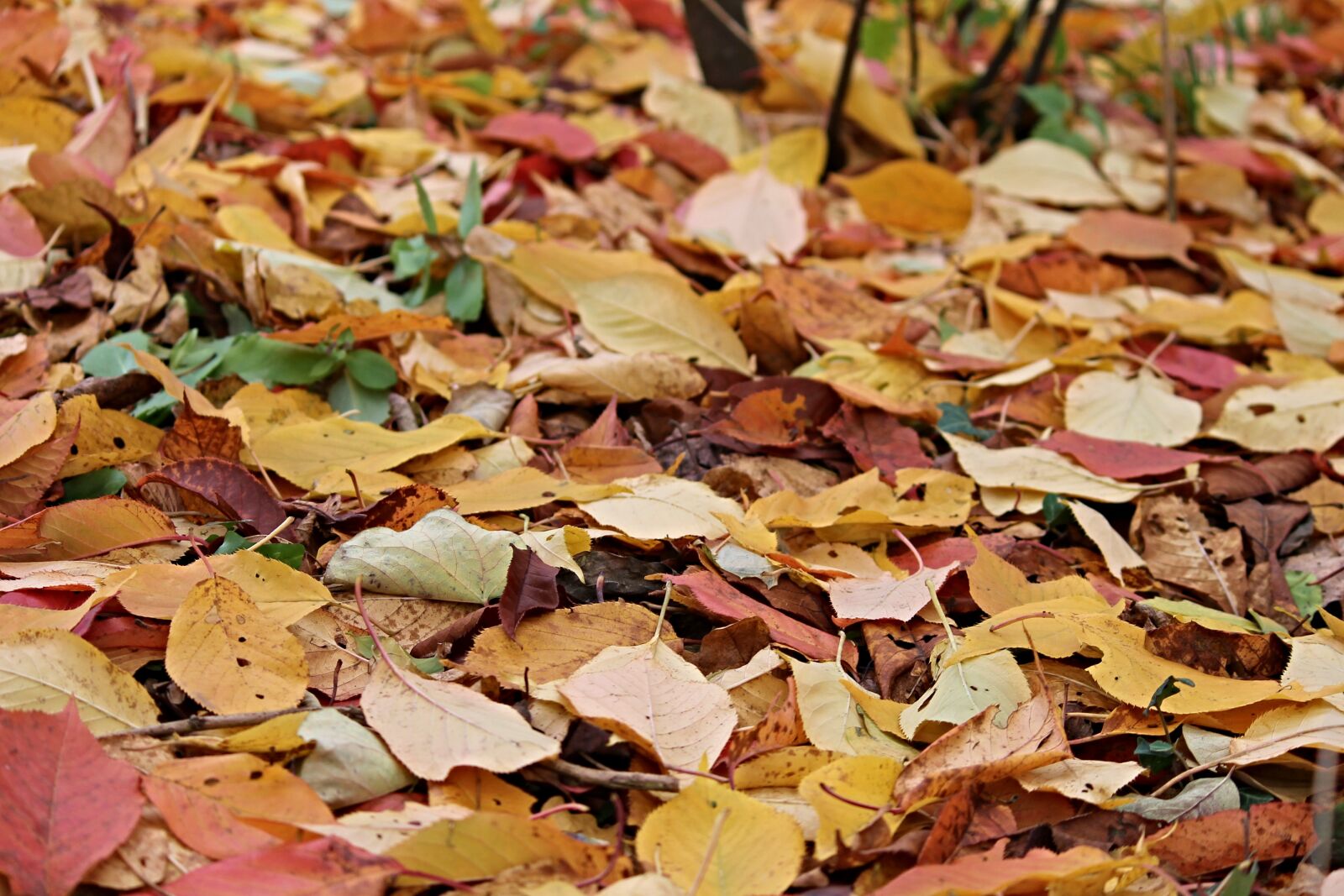 Canon EOS 1100D (EOS Rebel T3 / EOS Kiss X50) sample photo. Fall foliage, leaves, autumn photography
