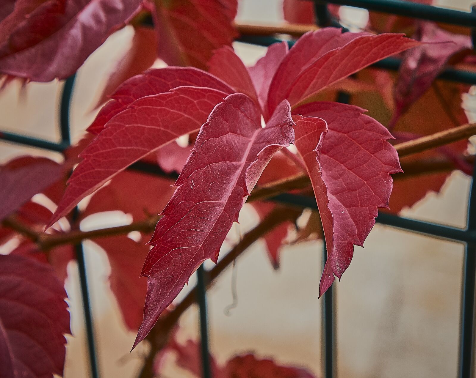 Nikon D7200 sample photo. Autumn, red, forest photography