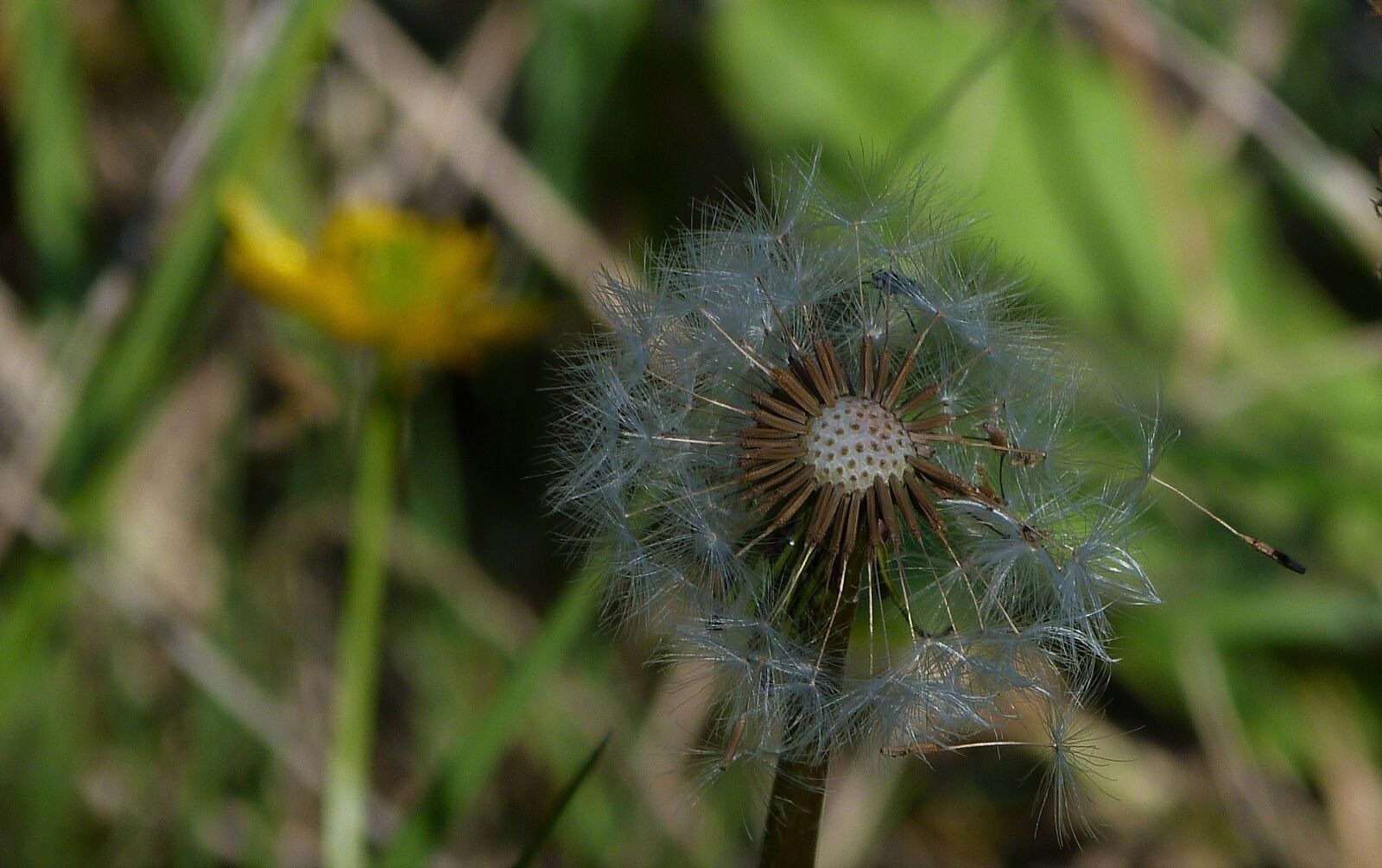 Panasonic Lumix DMC-FZ40 (Lumix DMC-FZ45) sample photo. Wild, summer, forest photography