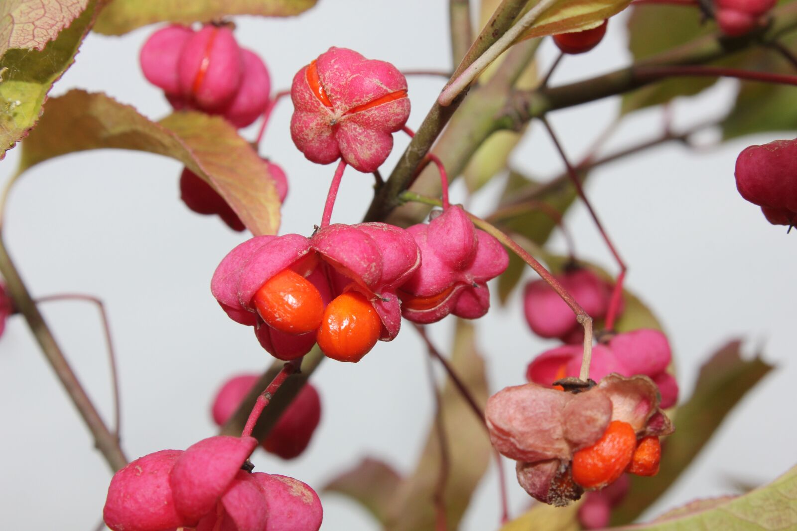 Canon EOS 550D (EOS Rebel T2i / EOS Kiss X4) sample photo. Autumn, fruits, nature photography