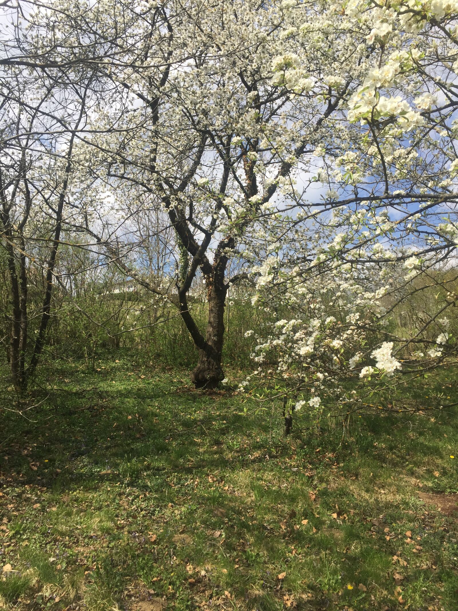 iPhone 6 back camera 4.15mm f/2.2 sample photo. Arbres, nature, printemps photography