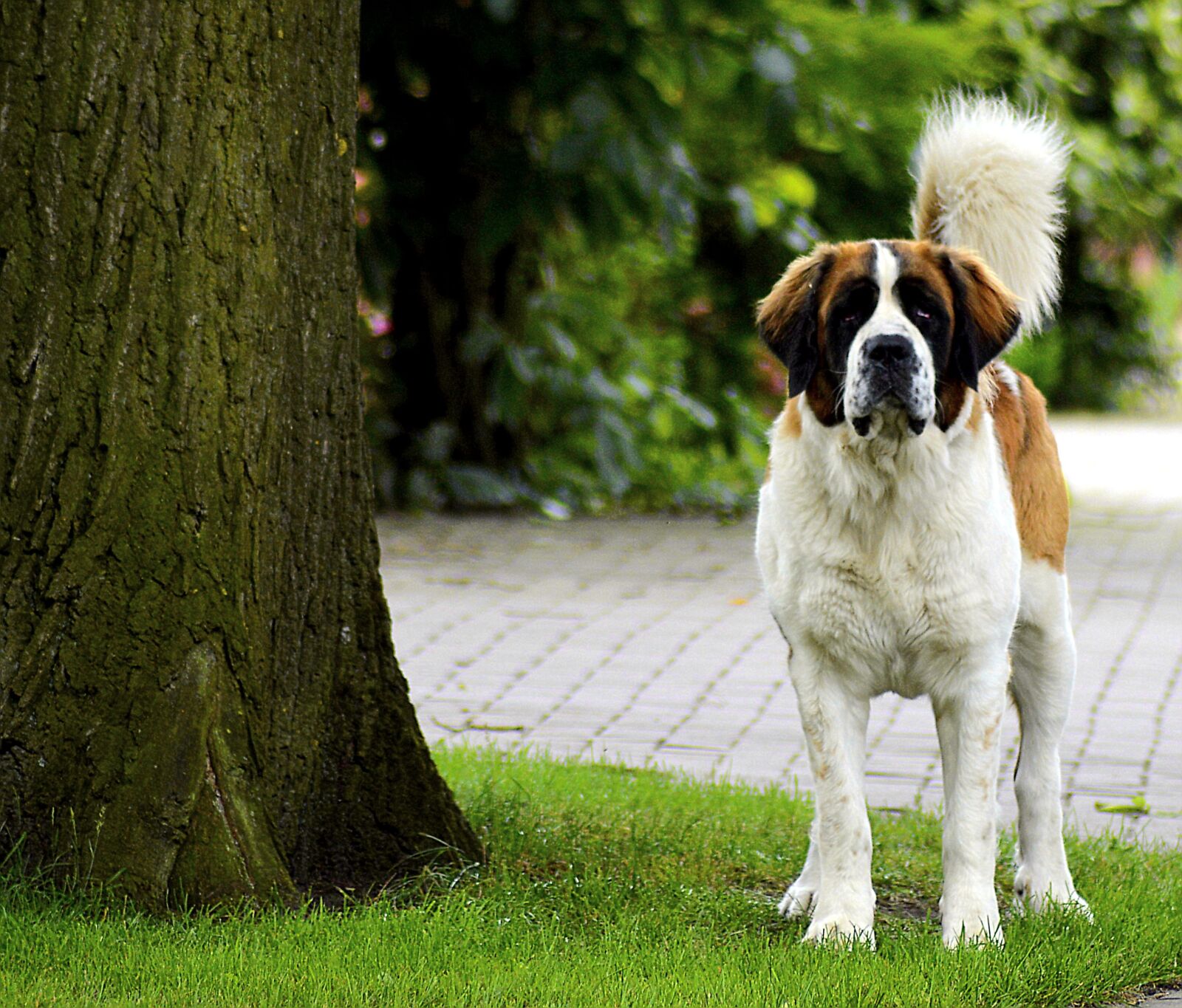 Nikon D3200 sample photo. St bernard, vigilant, dog photography