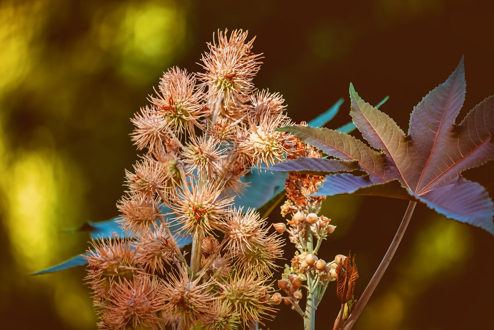 Fujifilm XF 55-200mm F3.5-4.8 R LM OIS sample photo. Castor oil plant, poison photography