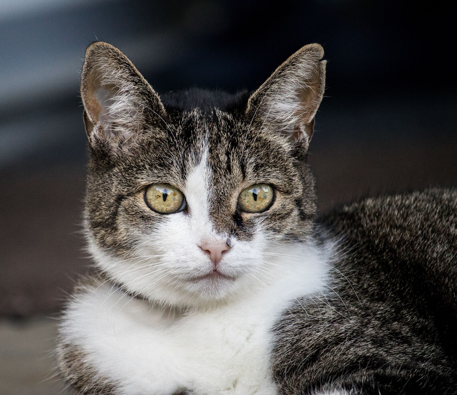 Canon EF-S 55-250mm F4-5.6 IS STM sample photo. Cat, domestic cat, animal photography