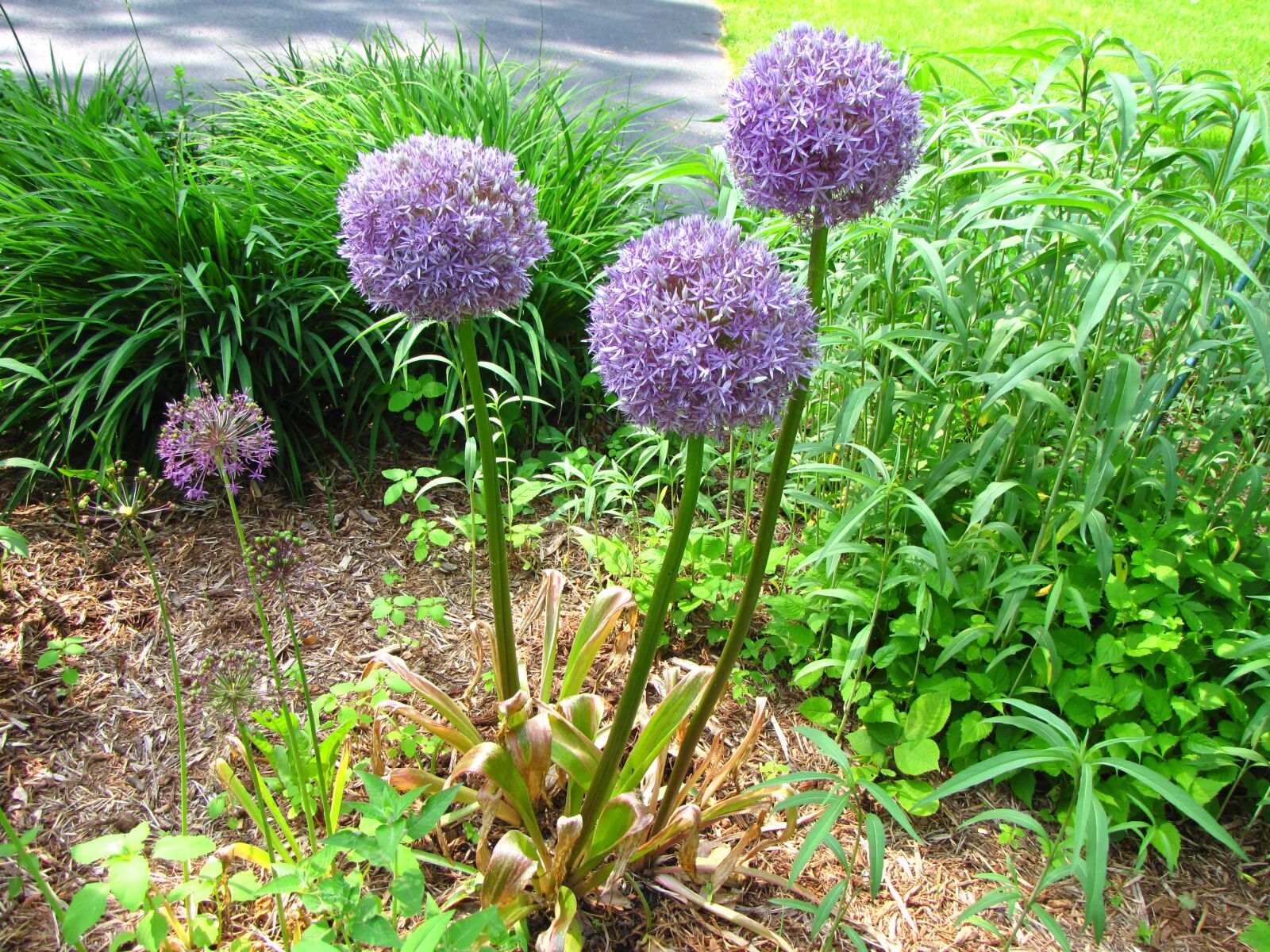 Canon PowerShot SX10 IS sample photo. Allium, flower, blossom photography