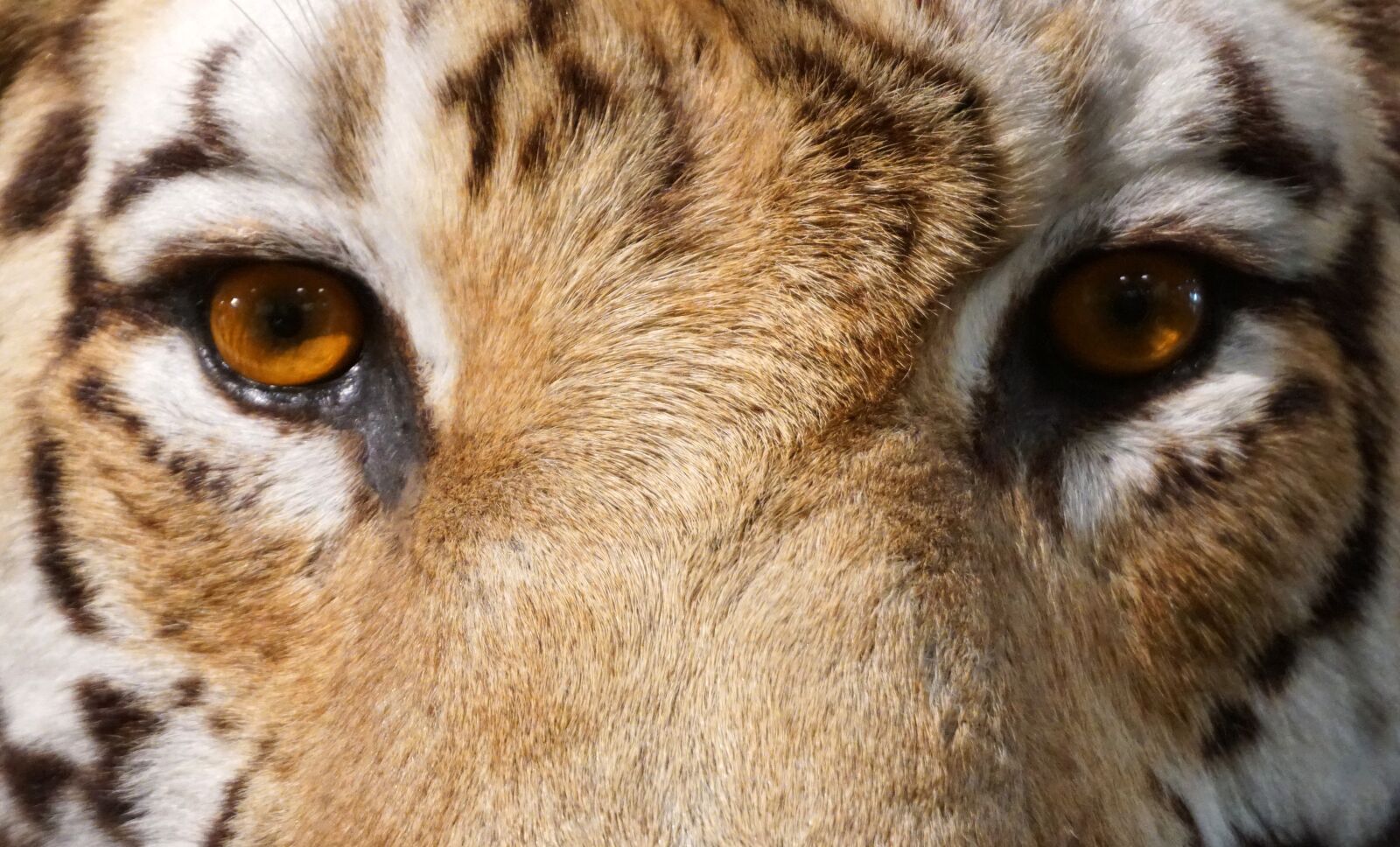 Sony a6300 sample photo. Tiger, close up, eye photography
