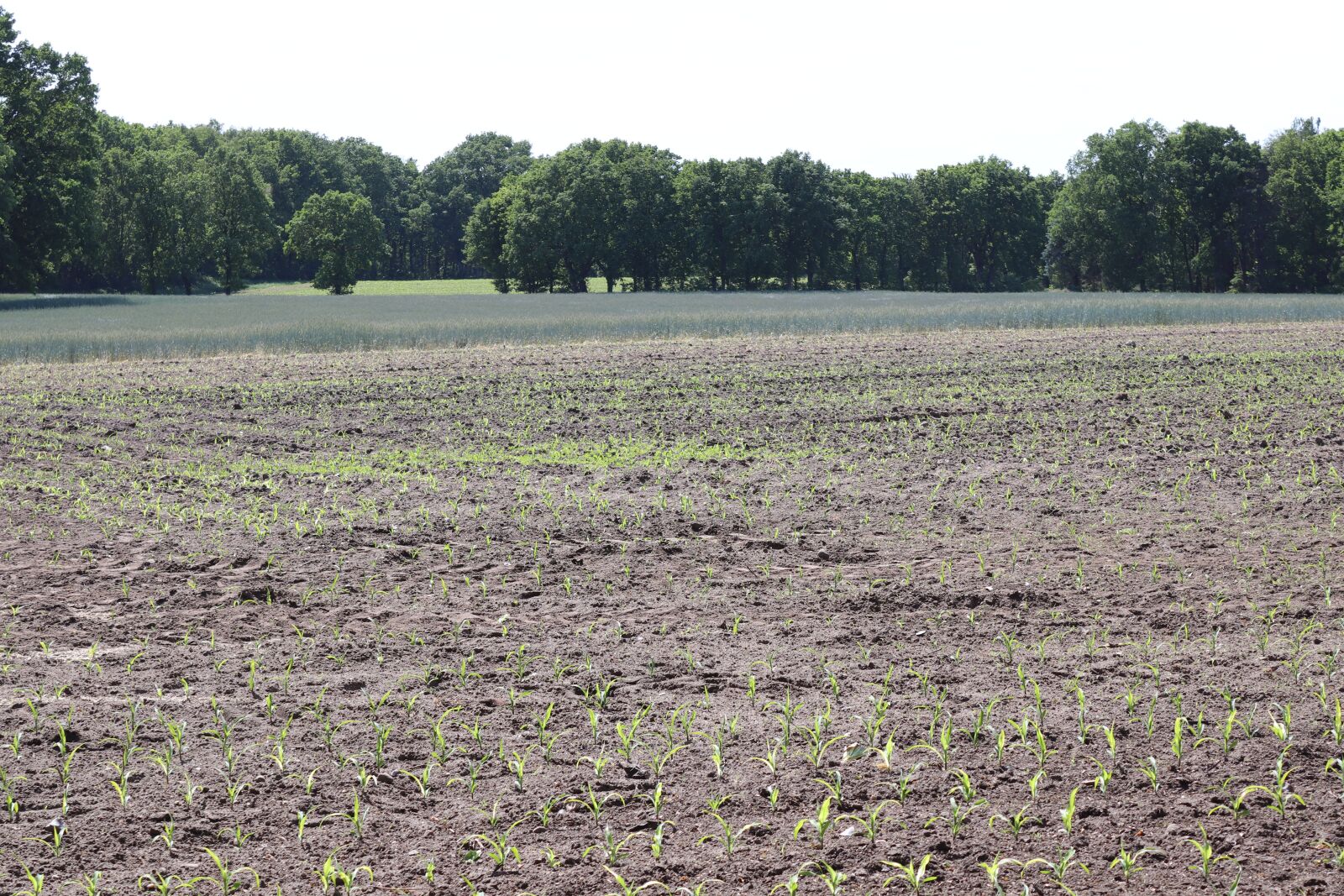 Canon EOS 200D (EOS Rebel SL2 / EOS Kiss X9) sample photo. Arable, sky, agriculture photography