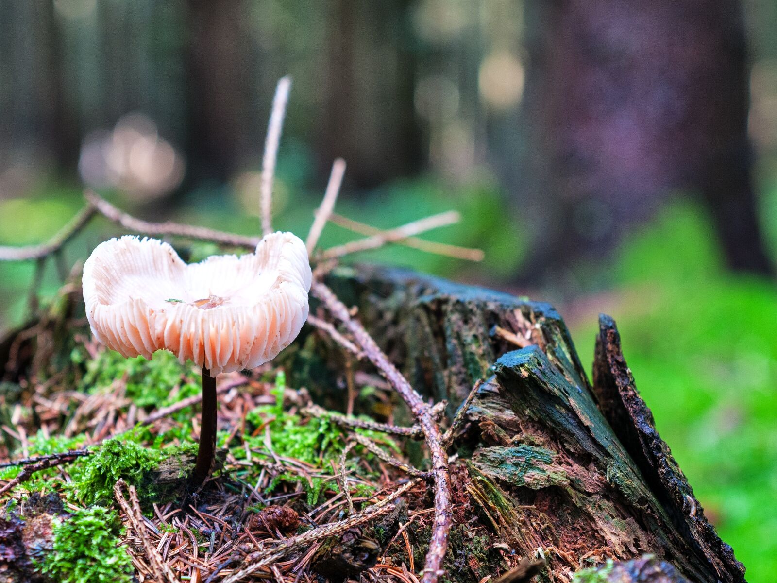 Nikon D300S sample photo. Mushroom, forest, autumn photography