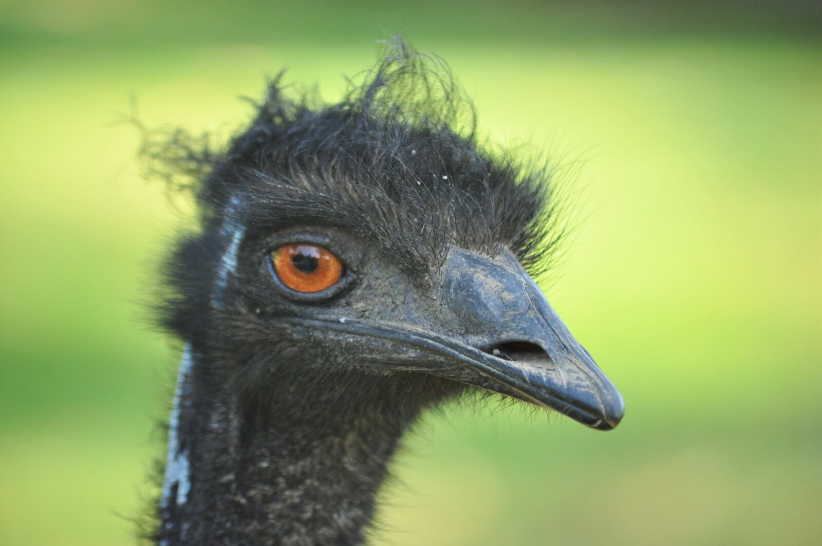 Nikon D90 sample photo. Ostrich, bird, wildlife photography