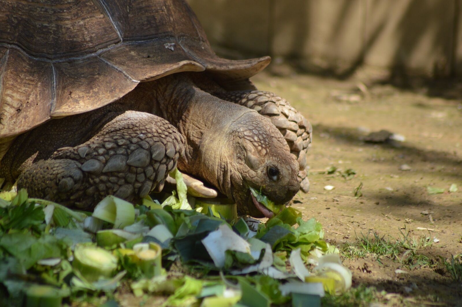 Nikon D3200 sample photo. Turtle, eat, salad photography