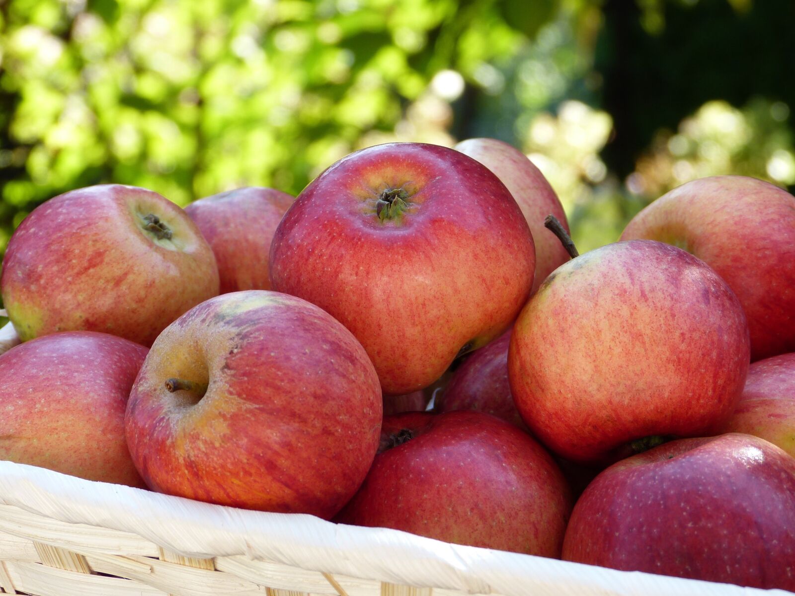 Panasonic Lumix DMC-FZ150 sample photo. Apple, red, basket photography
