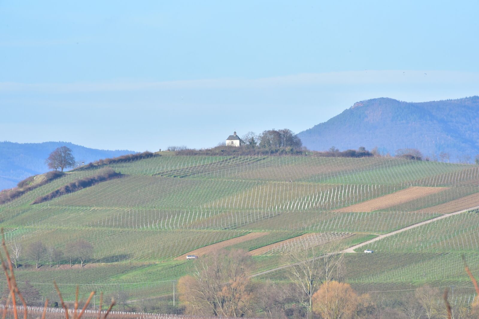 Nikon D750 sample photo. Palatinate, südpfalz, vineyard photography