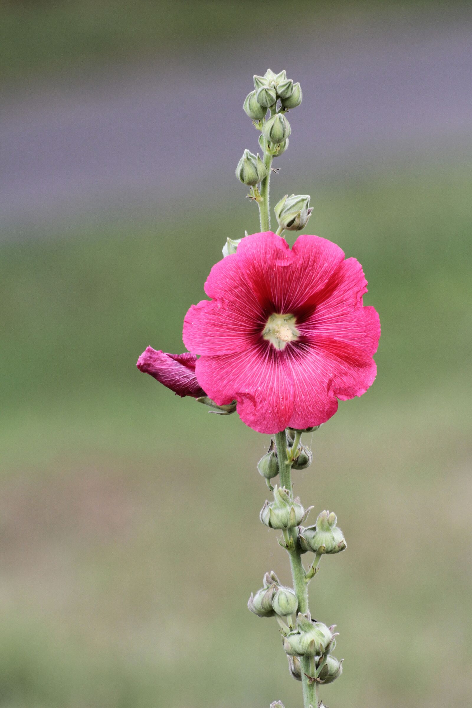 Canon EOS 7D sample photo. Flower, pink, summer flowers photography