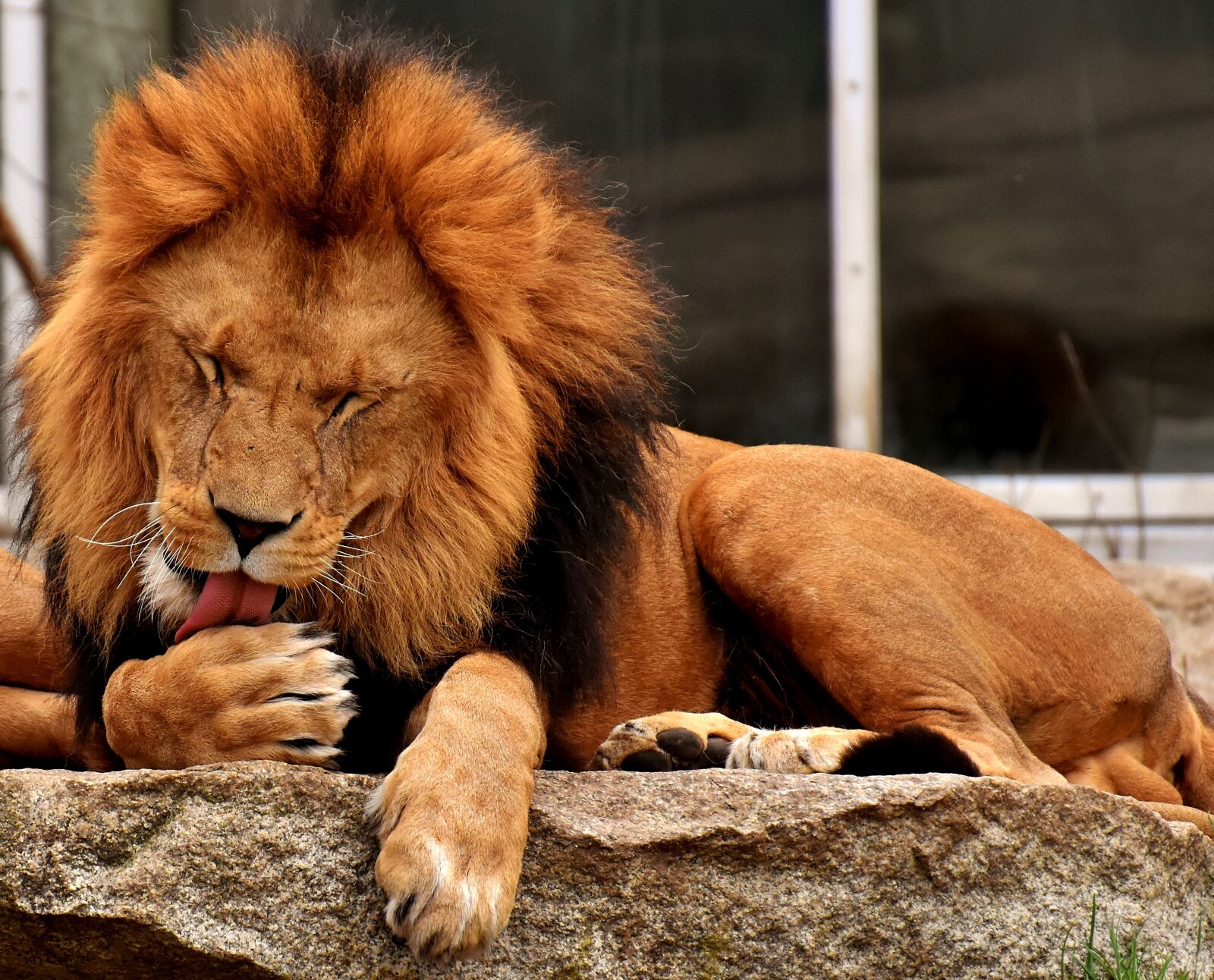 Nikon D7200 sample photo. Lion, predator, dangerous photography