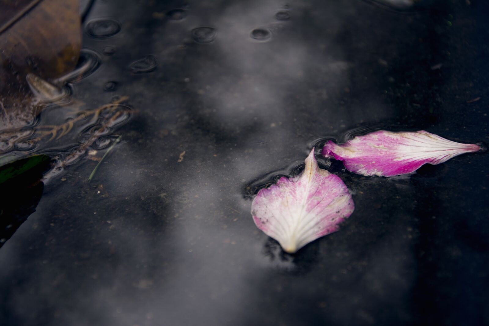 Nikon D7100 sample photo. Flower, spring, background photography