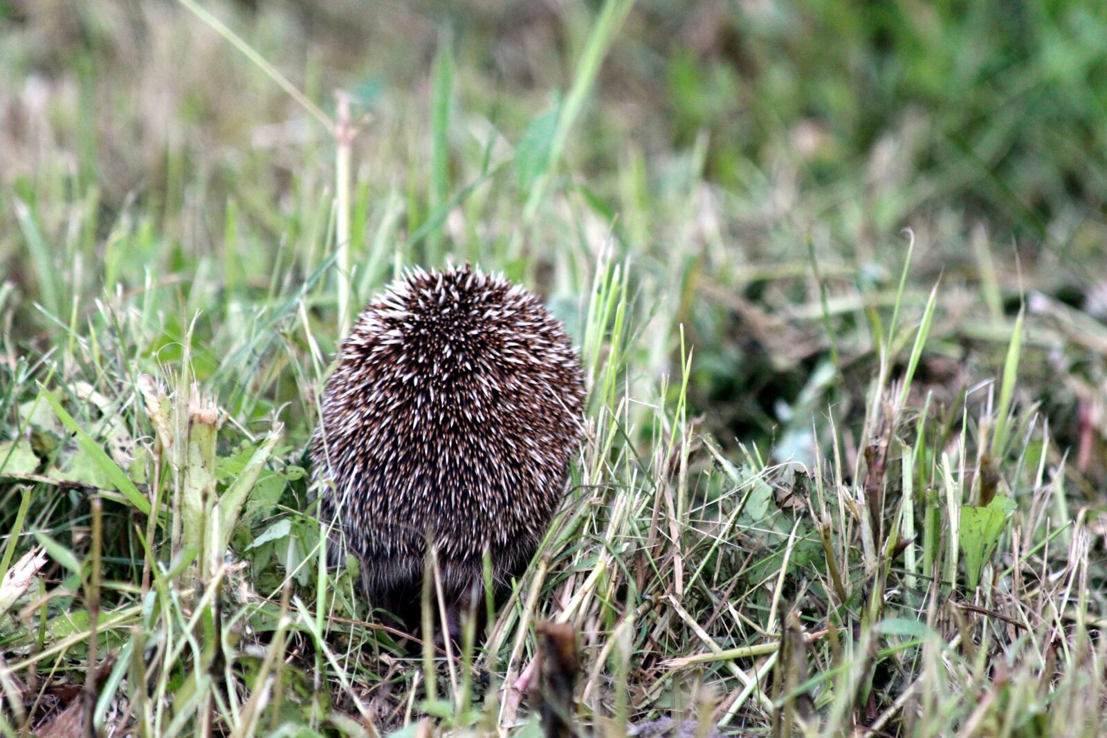 Canon EOS 650D (EOS Rebel T4i / EOS Kiss X6i) sample photo. Hedgehog, erinaceus amurensis, amur photography