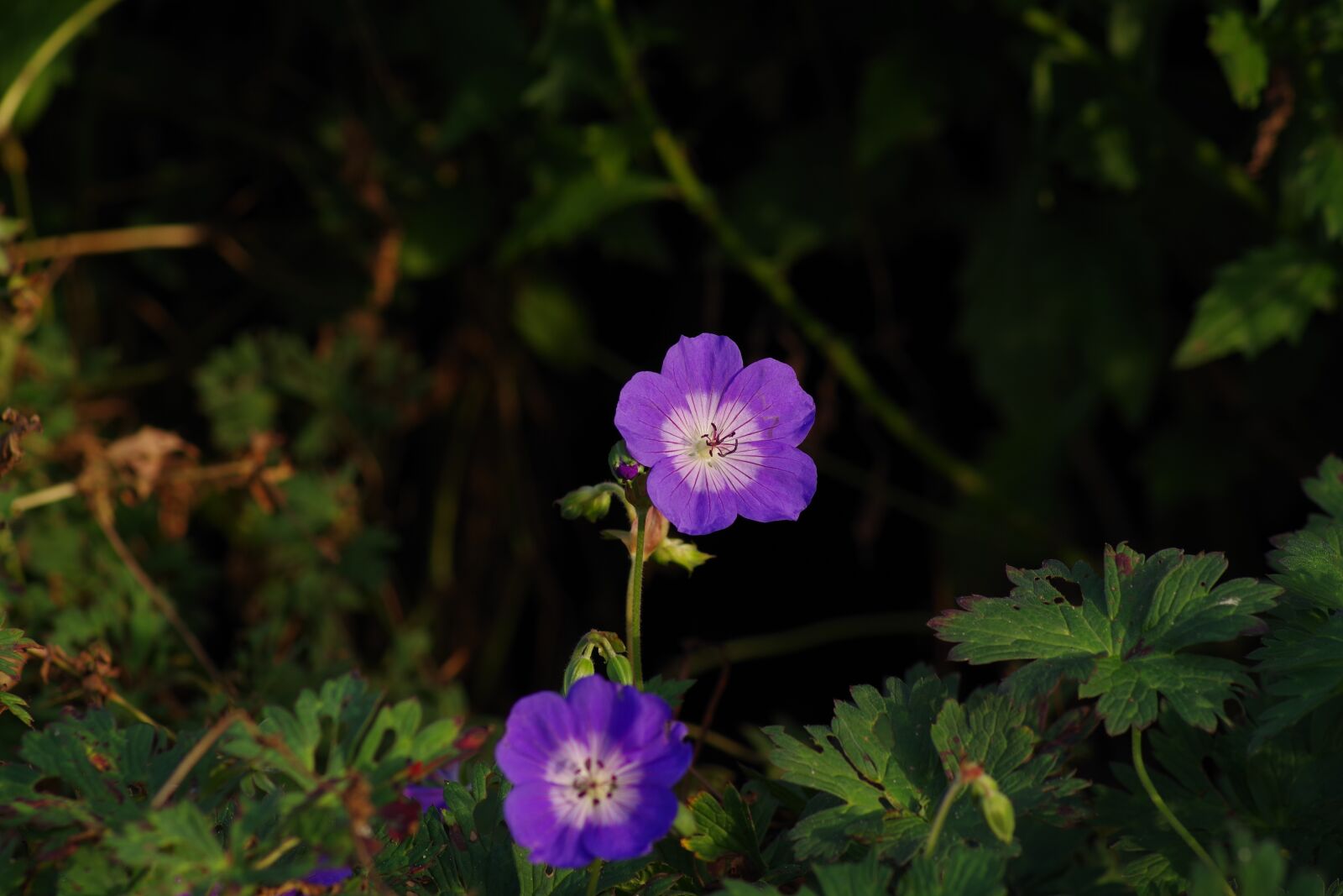 Pentax K-70 sample photo. Floral, purple flower, purple photography