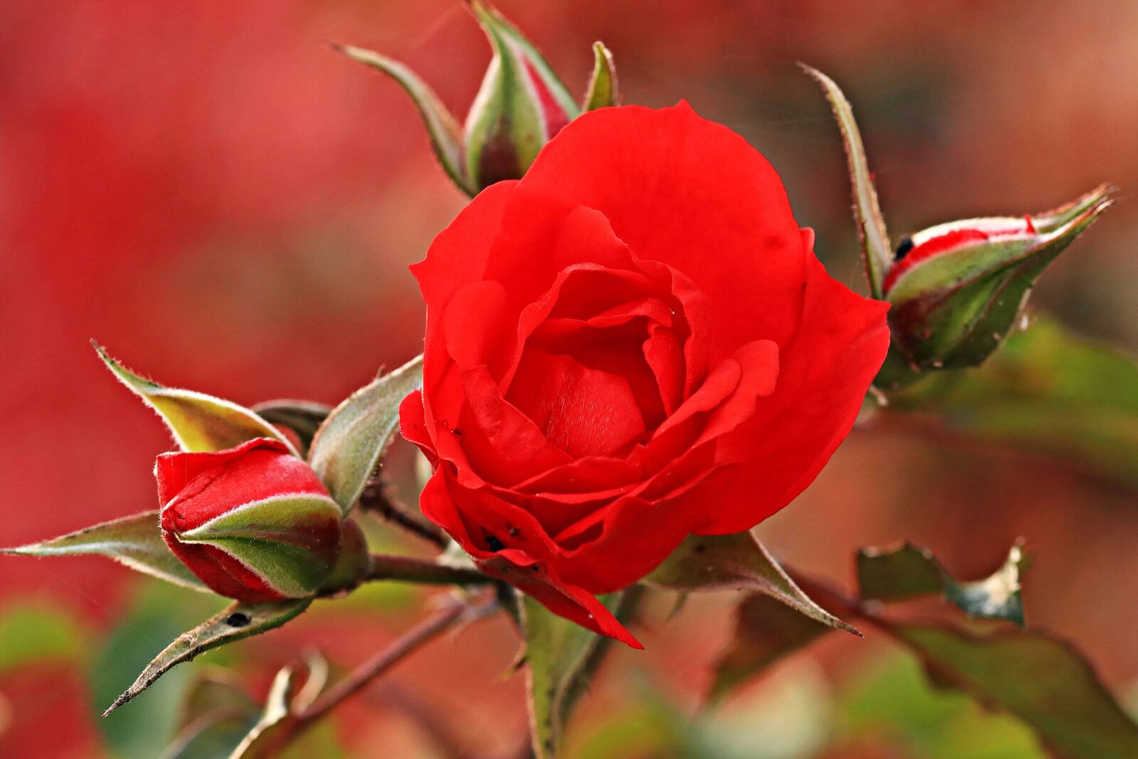 Canon EOS 80D sample photo. Nature, red rose, petal photography