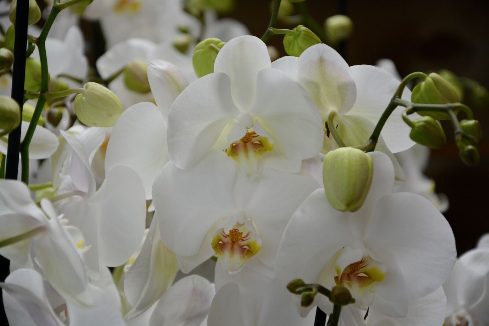 Nikon D5200 sample photo. Flowers white orchid, nature photography