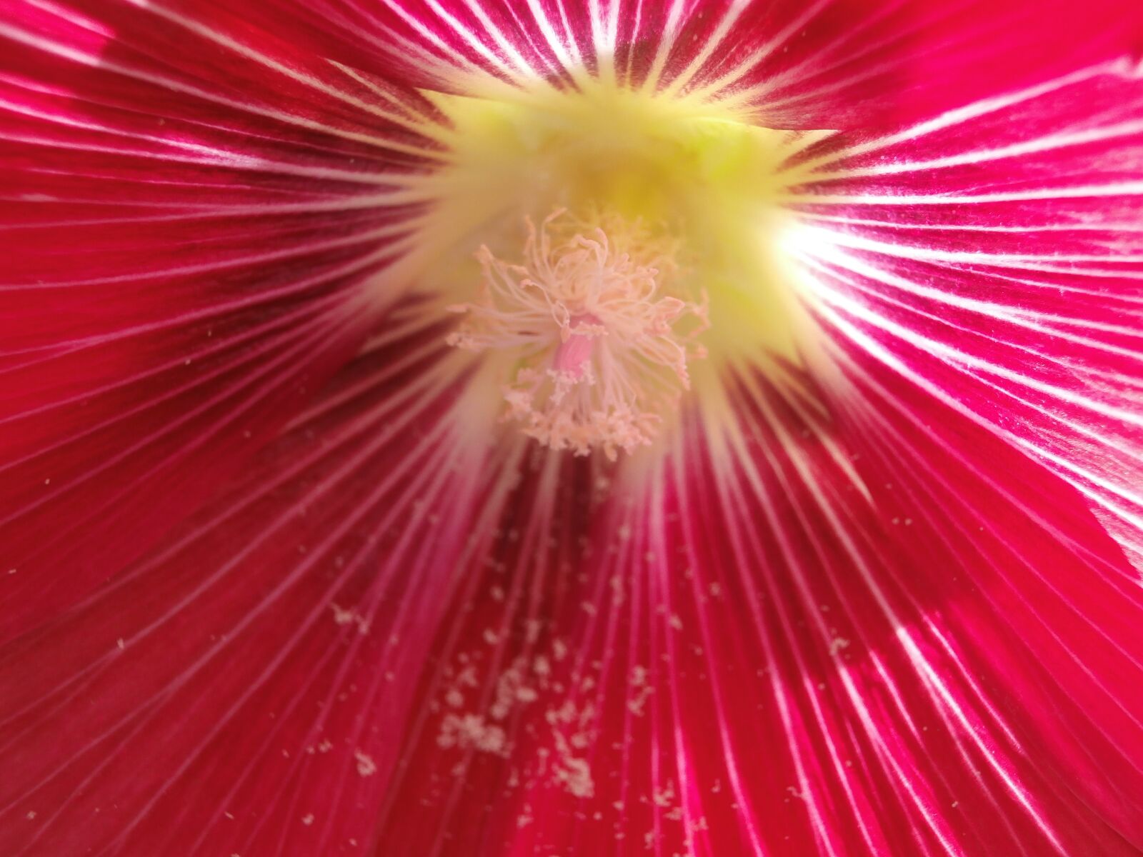 Olympus VR340,D750 sample photo. Hollyhock, flower, pistil photography