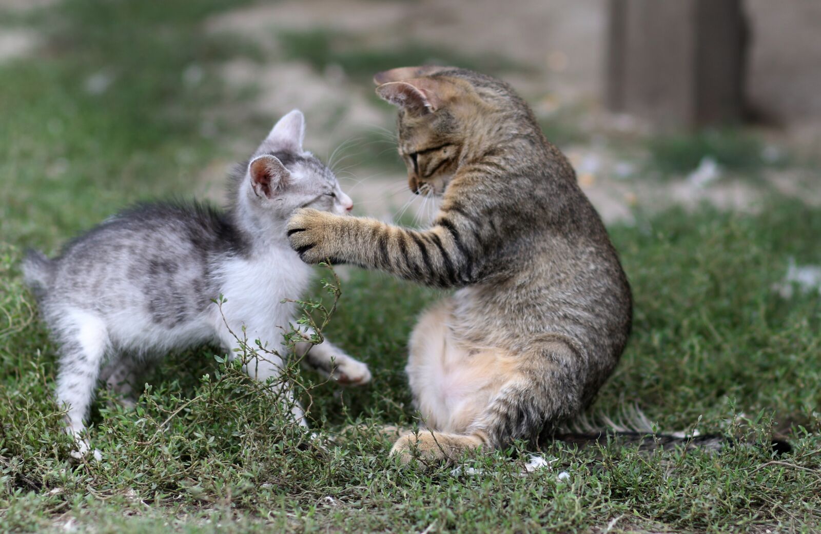 Canon EF 85mm F1.8 USM sample photo. Cat, small, play photography
