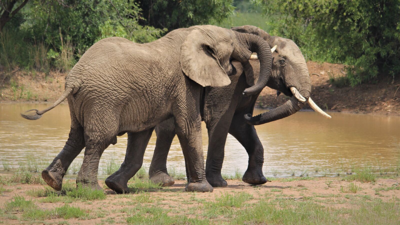 Canon EOS 60D sample photo. African elephants, eyes, hugging photography