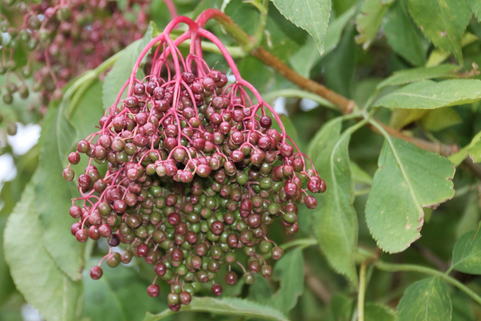 Canon EOS 1100D (EOS Rebel T3 / EOS Kiss X50) sample photo. Elder, elderberries, berries photography
