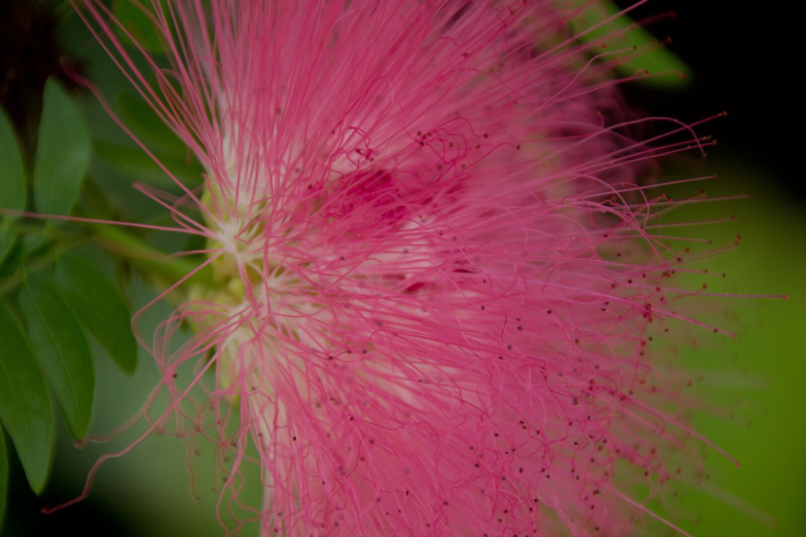 Canon EOS 600D (Rebel EOS T3i / EOS Kiss X5) sample photo. Flower, pink, nature photography