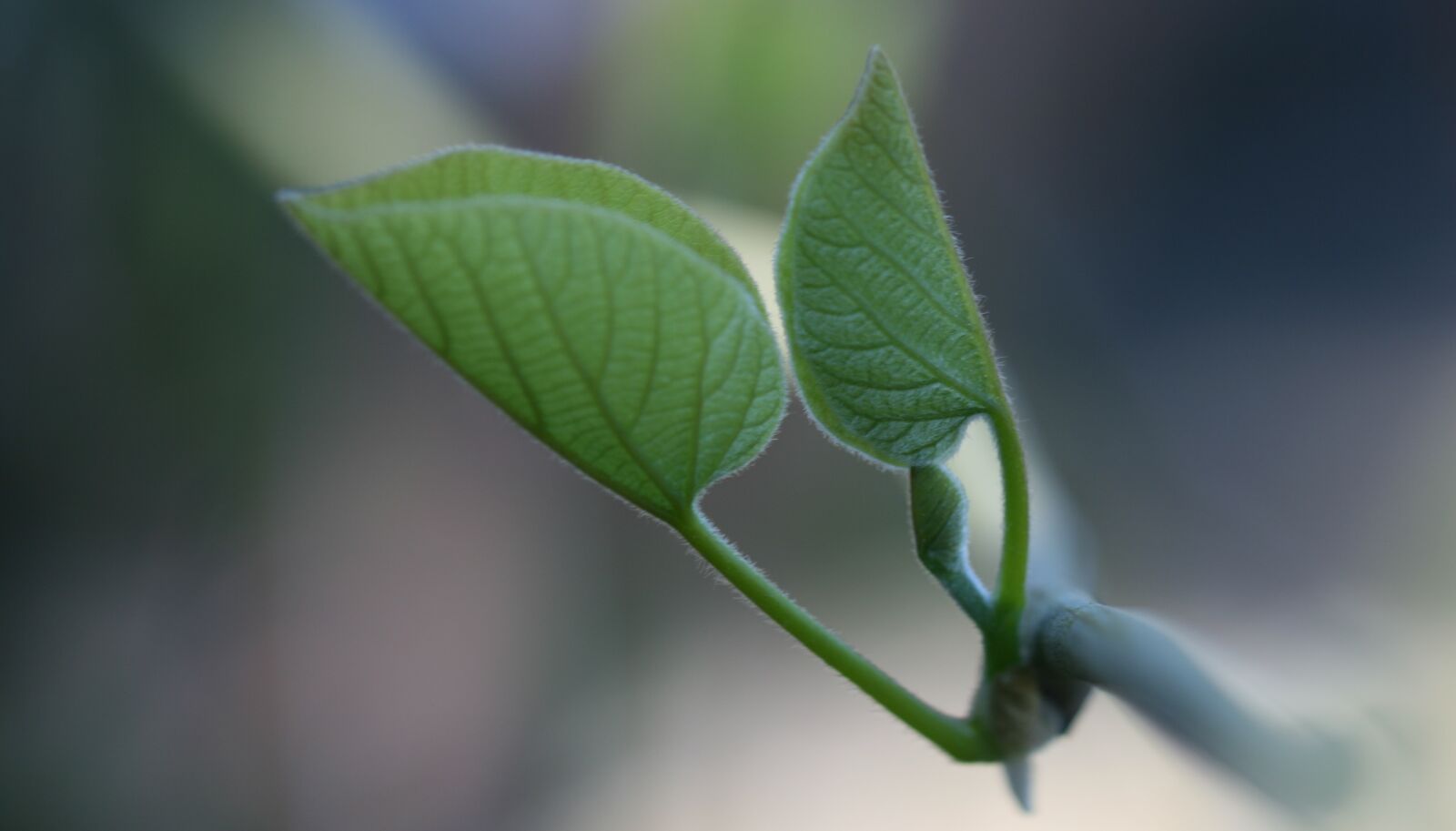 Canon EOS 400D (EOS Digital Rebel XTi / EOS Kiss Digital X) sample photo. Leaf, branch, green photography